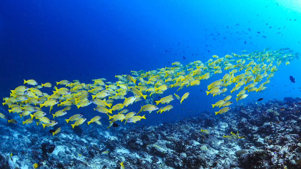 Yellow Snapper River