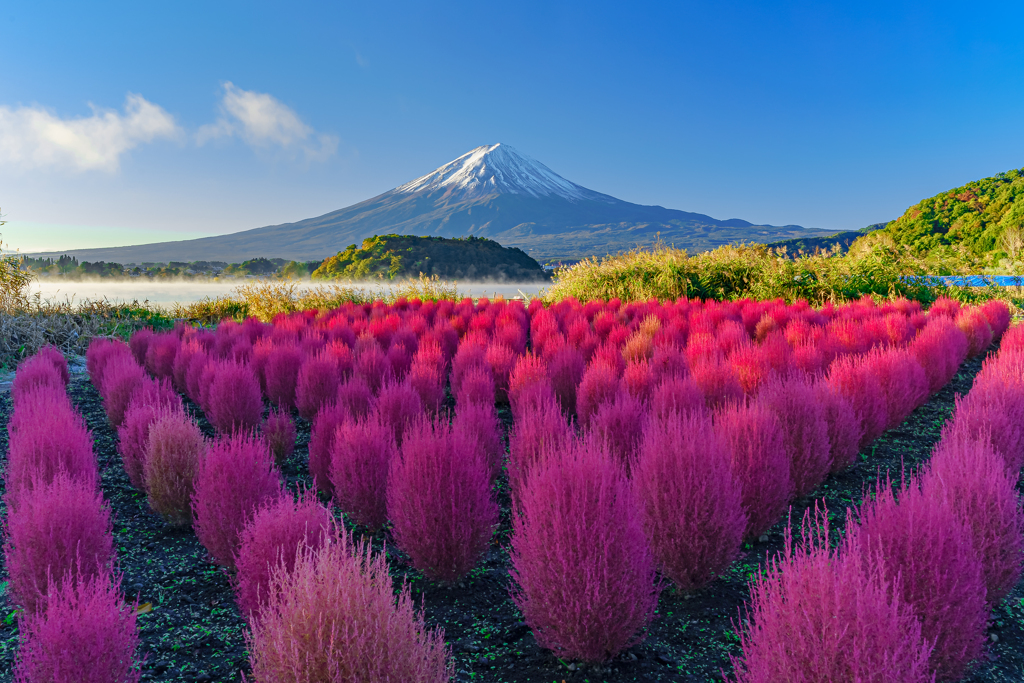 コキア×富士山　朝日に照らされて