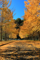 晴天の銀杏並木