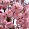 春爛漫