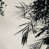 墨染