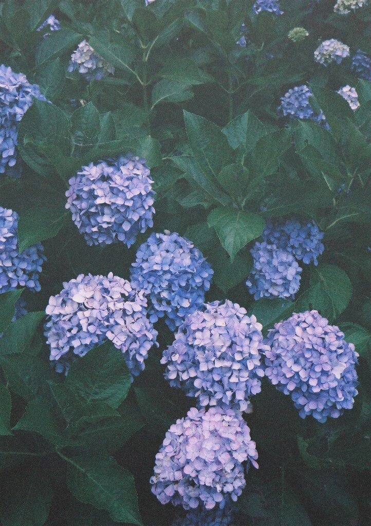 アジサイ