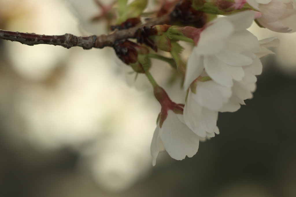 花曇