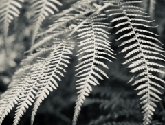 fern