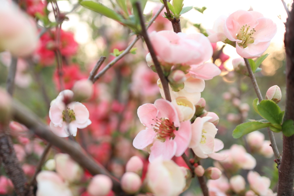 木瓜の花