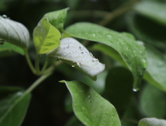 雨に濡れて