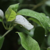 雨に濡れて