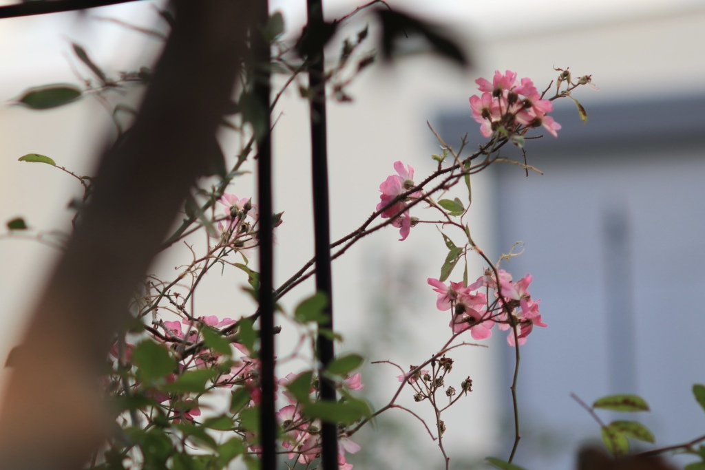 薔薇色の冬