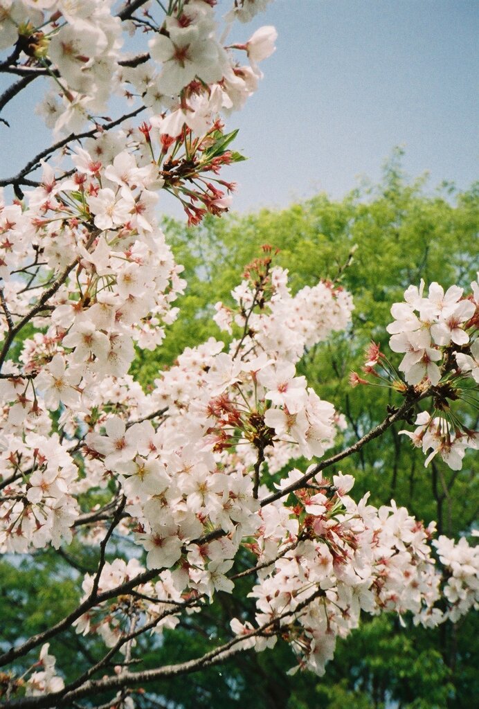 桜