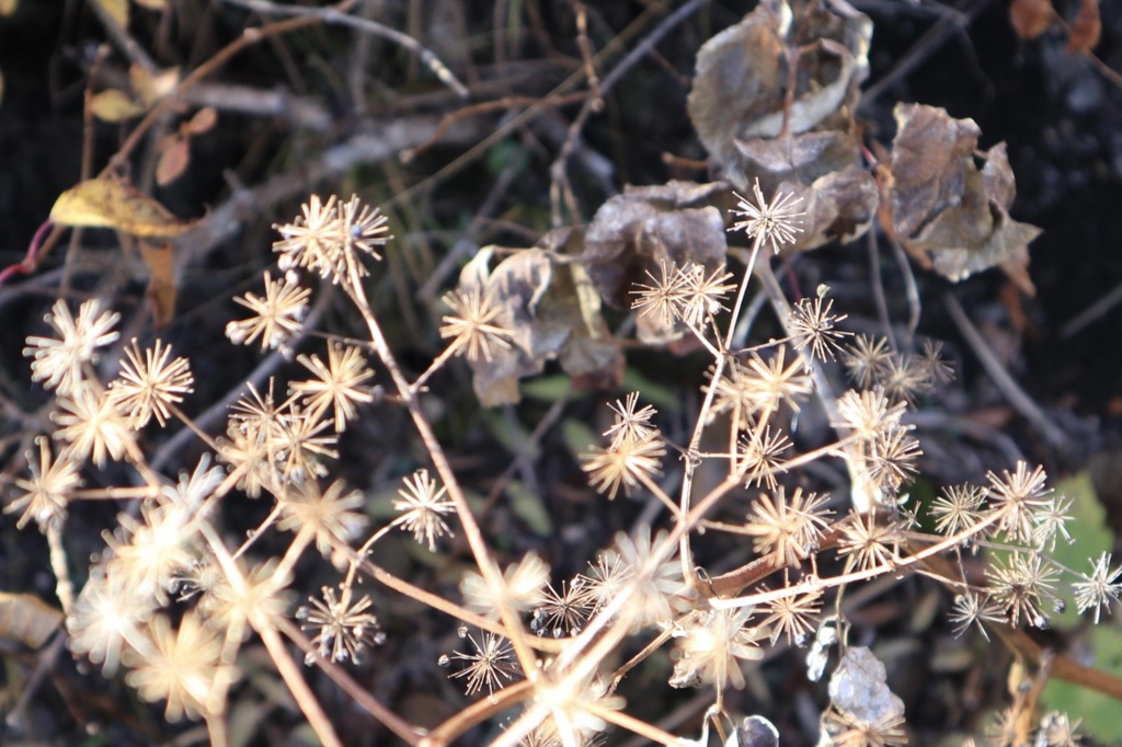 秋の日の花火