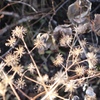 秋の日の花火