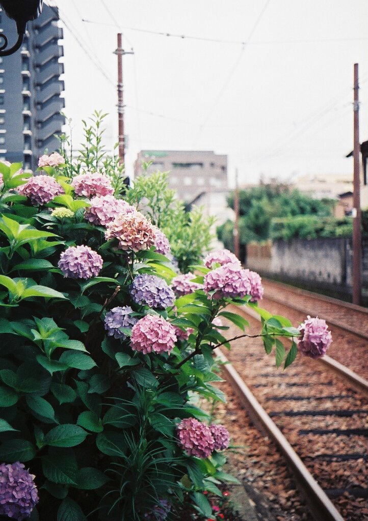 路面電車のある風景