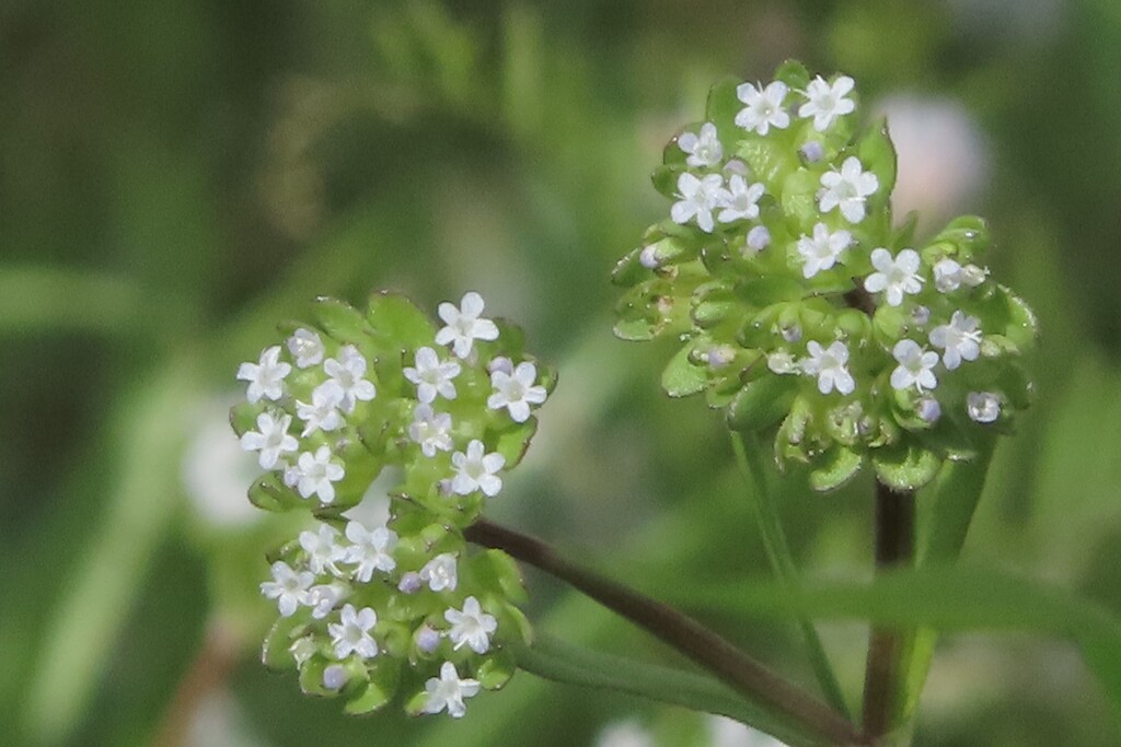 数mmの小さな花