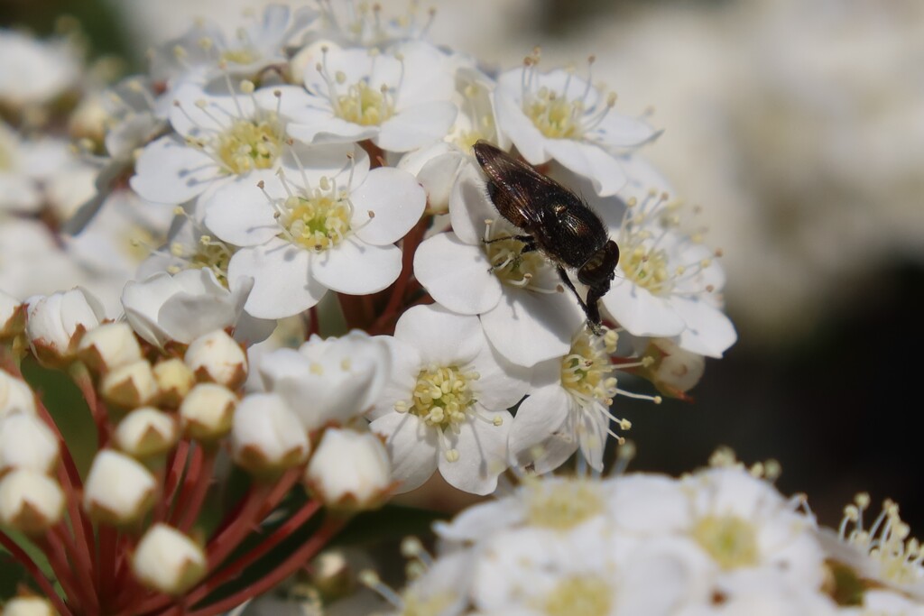 花が好きなハエ