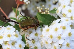 この花大好き