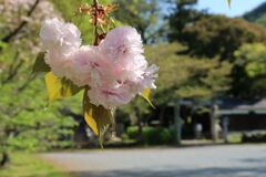 八重桜