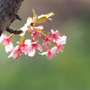 下賀茂の河津桜２