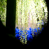 あしかがフラワーパークの花　白藤４