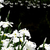 ハナショウブ 白花