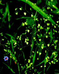 雨あいの植物