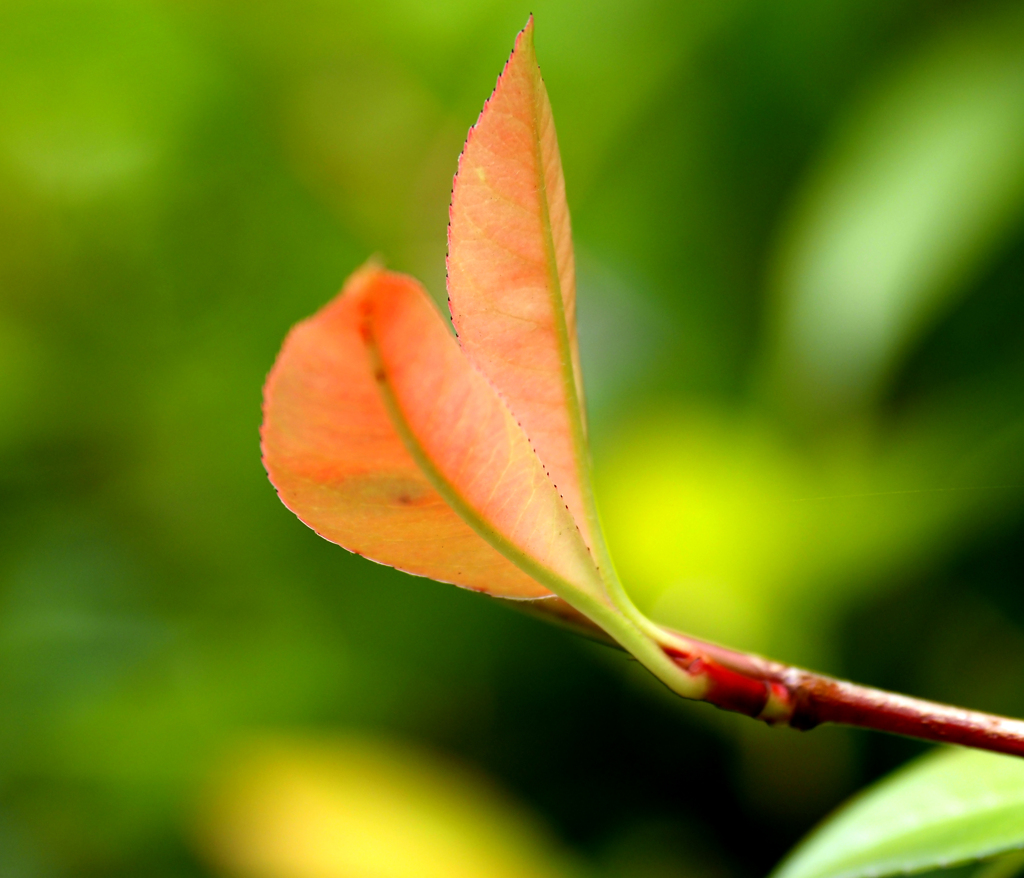 隅田川の植物　モッコク