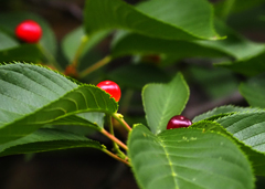 二ヶ領用水の植物１