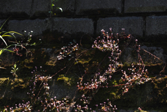 二ヶ領用水の花２
