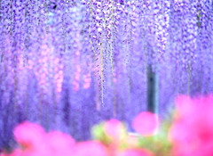 藤の花　あしかがフラワーパークその２