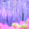 藤の花　あしかがフラワーパークその２