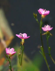 二ヶ領用水の花２１