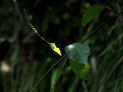 夏の終わりを感じるとき
