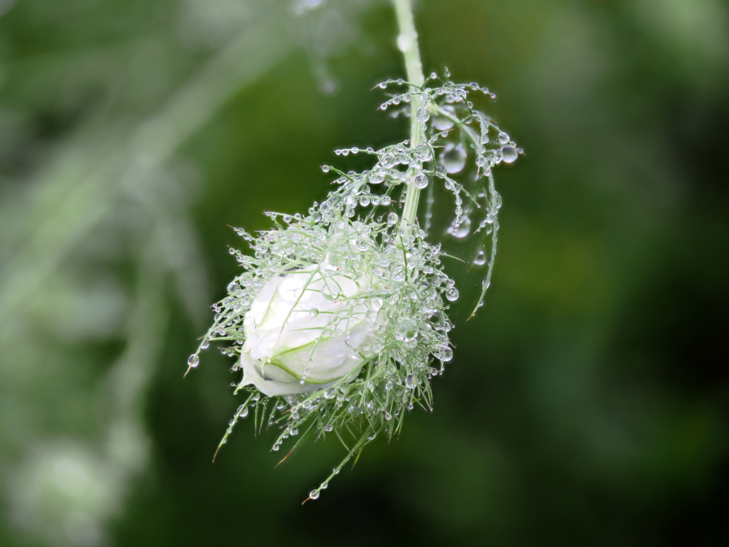 雨上がりのガーデン　北の国から