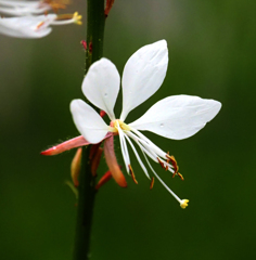 二ヶ領用水の花２４