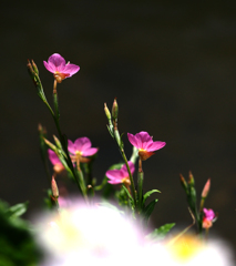 二ヶ領用水の花５