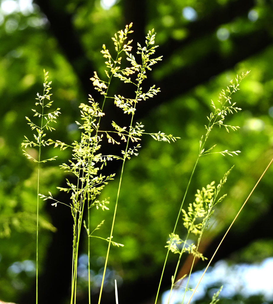 二ヶ領用水の花１４