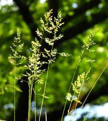 二ヶ領用水の花１４