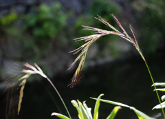二ヶ領用水の花９