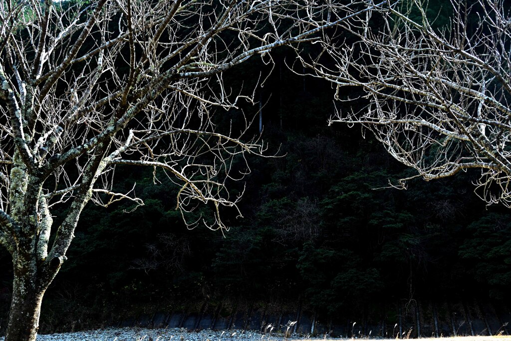 キャンプ場の夜