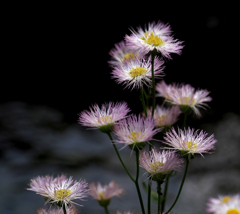 二ヶ領用水の花６