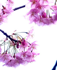 春色　河津桜　２