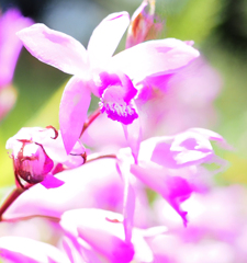 シランの花１