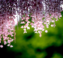 あしかがフラワーパークの花　藤の花３