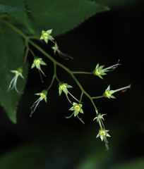 二ヶ領用水の花１９