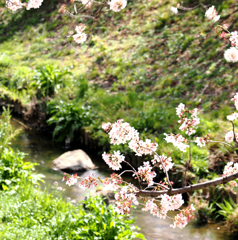 二ヶ瀬用水の花２　春