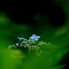 蝦夷紫陽花