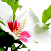 隅田川の植物　ホワイトハイビスカス