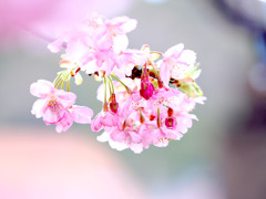 春色　河津桜