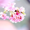 春色　河津桜