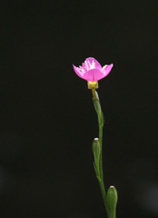 二ヶ領用水の花２２