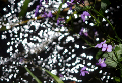 二ヶ領用水の花３